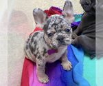Small Photo #1 French Bulldog Puppy For Sale in COVINGTON, GA, USA