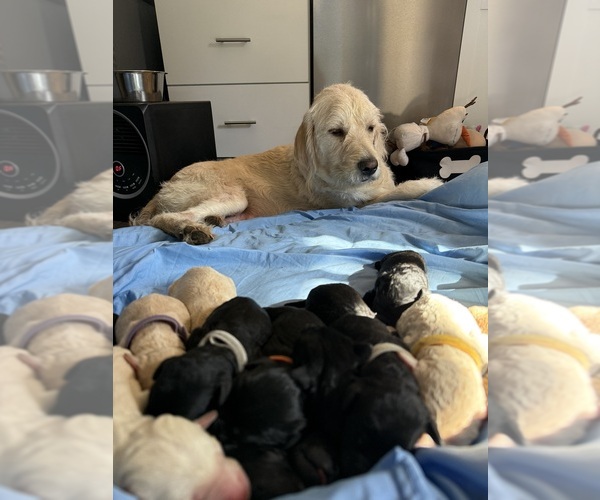 Medium Photo #1 Labradoodle mix (+ Poodle Standard) Puppy For Sale in ROANOKE, VA, USA