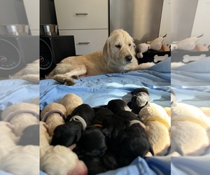 Labradoodle mix (+ Poodle Standard) Puppy for Sale in ROANOKE, Virginia USA