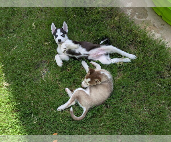 Medium Photo #3 Siberian Husky Puppy For Sale in PIPE CREEK, TX, USA