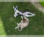 Small #2 Siberian Husky