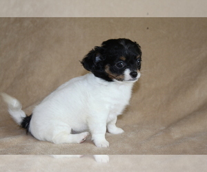 Medium Chihuahua