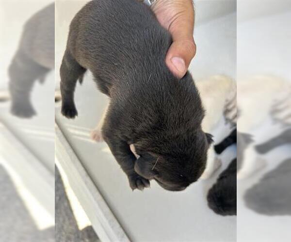 Medium Photo #1 American Pit Bull Terrier-Unknown Mix Puppy For Sale in Houston, TX, USA