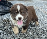 Puppy Puppy 3 Miniature Australian Shepherd