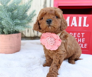 Goldendoodle (Miniature) Puppy for sale in HONEY BROOK, PA, USA