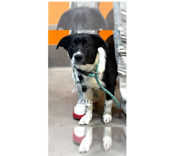 Medium Photo #3 Border Collie-Unknown Mix Puppy For Sale in Greenbelt, MD, USA