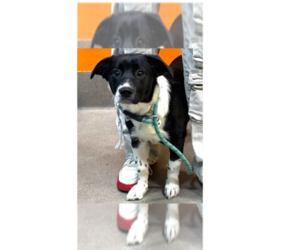 Minnie - Female Retriever -Unknown Mix Dog for Adoption - Photo #3