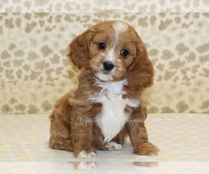 Cavapoo Puppy for sale in DENVER, PA, USA