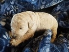Small Photo #2 Goldendoodle Puppy For Sale in PALO CEDRO, CA, USA