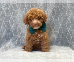 Goldendoodle-Poodle (Toy) Mix Puppy for sale in LAKELAND, FL, USA
