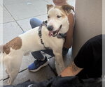 Small #1 Mutt