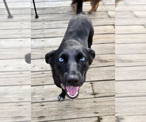 Labrador Retriever-Unknown Mix Dogs for adoption in Macon, MO, USA