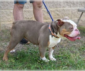 Bulldog Dogs for adoption in Glen Allen, VA, USA