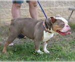 Small Bulldog