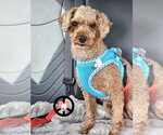 Small #1 Poodle (Miniature)