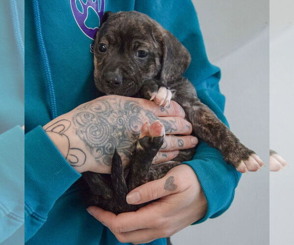 Medium Photo #5 Beagle-Unknown Mix Puppy For Sale in Huntley, IL, USA