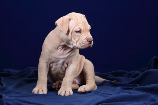 Medium Photo #1 American Pit Bull Terrier Puppy For Sale in ORMOND BEACH, FL, USA