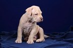 Small Photo #1 American Pit Bull Terrier Puppy For Sale in ORMOND BEACH, FL, USA