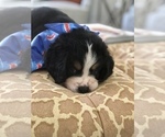 Small Photo #6 Bernese Mountain Dog Puppy For Sale in FLEMING ISLAND, FL, USA