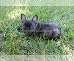 Small Photo #5 French Bulldog Puppy For Sale in CENTERVILLE, OH, USA
