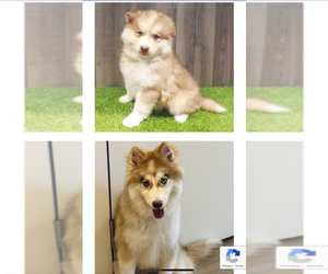Pomsky Puppy for sale in GREENSBORO, NC, USA