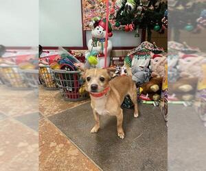 Chihuahua-Unknown Mix Dogs for adoption in Springfield, MA, USA