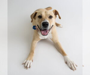 Kitchen - Female Mutt Dog for Adoption - Photo #13