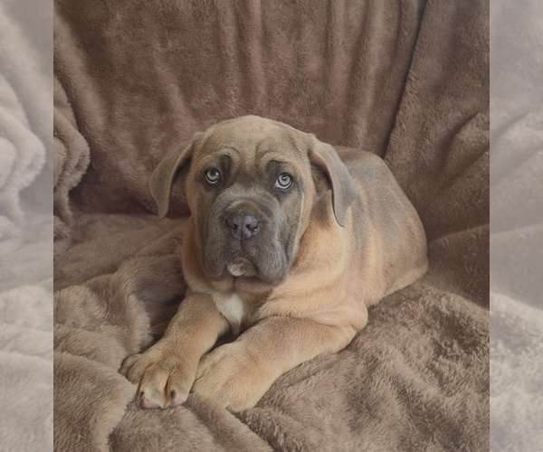 Medium Photo #8 Cane Corso Puppy For Sale in MINERAL WELLS, WV, USA
