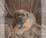 Small #7 Cane Corso