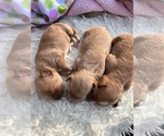 Small Photo #6 Cavachon-Cavapoo Mix Puppy For Sale in MONTECITO, CA, USA