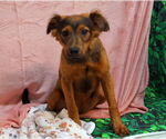 Small #2 American Pit Bull Terrier Mix