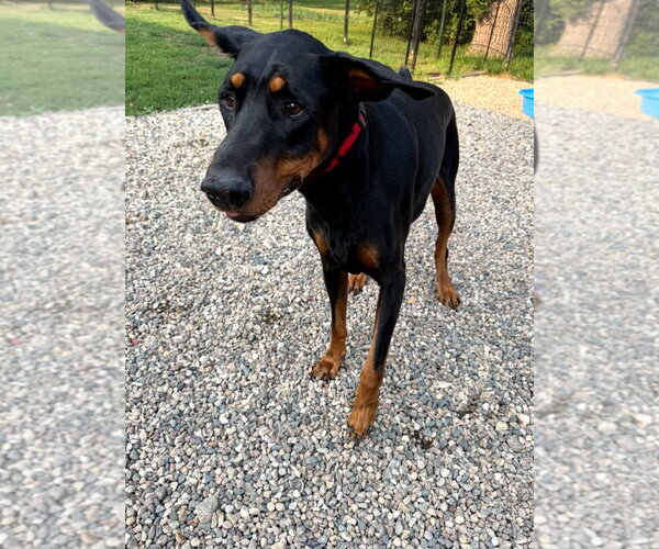 Medium Photo #3 Doberman Pinscher Puppy For Sale in Buffalo, MN, USA