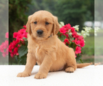 Small #3 Golden Retriever