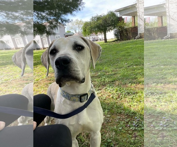 Medium Photo #1 Labrador Retriever-Unknown Mix Puppy For Sale in Germantown, OH, USA