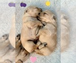 Small Photo #61 Golden Retriever Puppy For Sale in EXTON, PA, USA