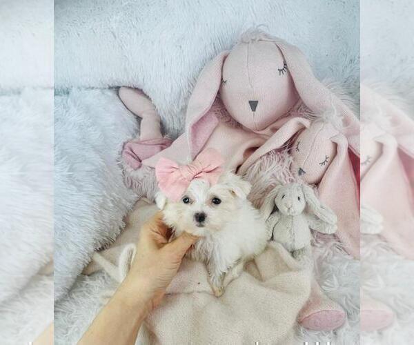 Medium Photo #4 Maltese Puppy For Sale in FORT LAUDERDALE, FL, USA