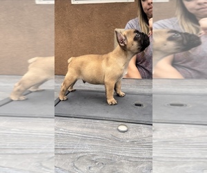 French Bulldog Puppy for sale in PUEBLO, CO, USA