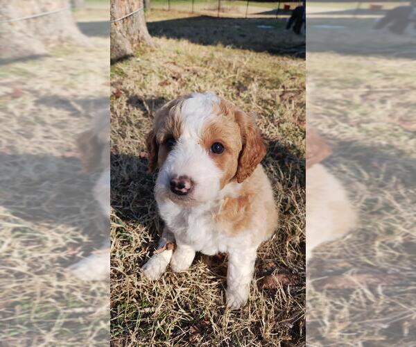 Medium Photo #8 Aussiedoodle Miniature  Puppy For Sale in NASHVILLE, TN, USA