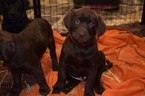 Small Photo #1 Labrador Retriever Puppy For Sale in MERRIAM, KS, USA