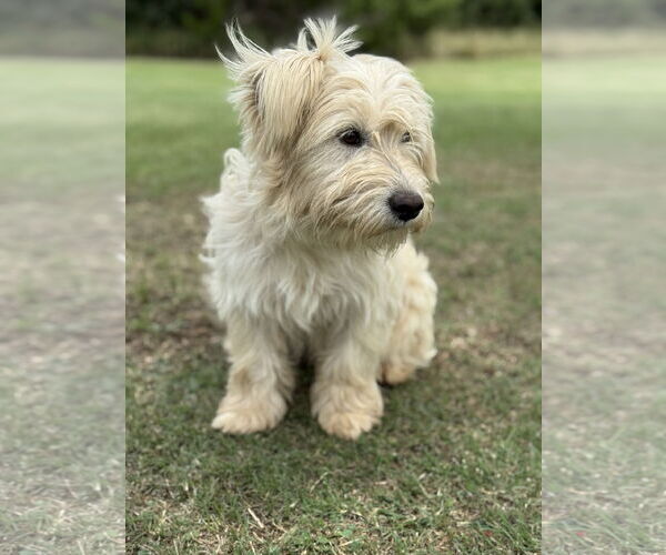 Medium Photo #3 Unknown-Wheaten Terrier Mix Puppy For Sale in PIPE CREEK, TX, USA