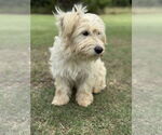 Small #2 Wheaten Terrier Mix