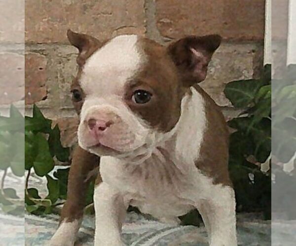 Medium Photo #2 Boston Terrier Puppy For Sale in HOT SPRINGS, SD, USA