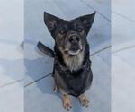 Small #1 German Shepherd Dog Mix