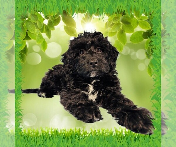 Medium Photo #47 Bernedoodle (Miniature) Puppy For Sale in PEYTON, CO, USA
