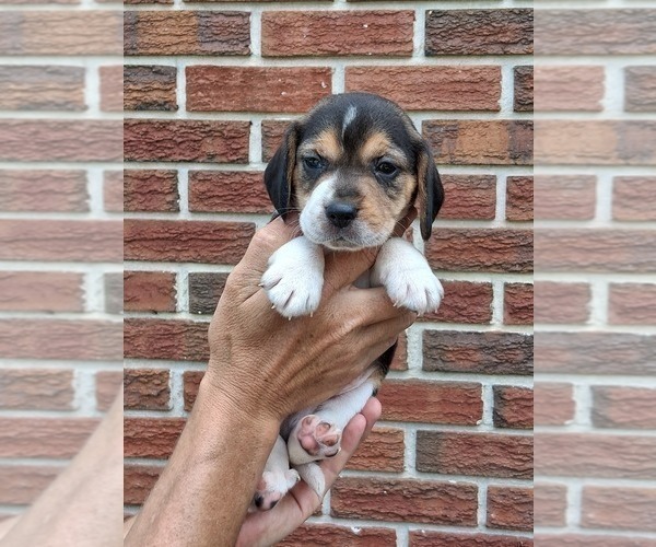 Medium Photo #2 Beagle Puppy For Sale in BLAIRSVILLE, GA, USA