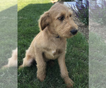 Small Photo #9 Labradoodle Puppy For Sale in BOWLING GREEN, KY, USA