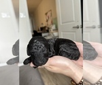 Small Photo #17 Bordoodle-Cock-A-Poo Mix Puppy For Sale in Dawson, Yukon, Canada