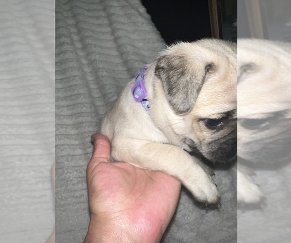 Medium Photo #10 Pug Puppy For Sale in MINERAL RIDGE, OH, USA