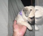 Small Photo #10 Pug Puppy For Sale in MINERAL RIDGE, OH, USA