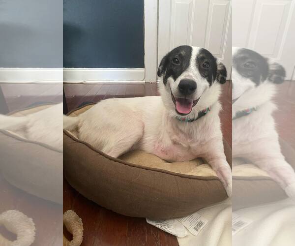 Medium Photo #4 Great Pyrenees-Unknown Mix Puppy For Sale in Chattanooga, TN, USA